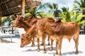 Beautiful brown cows on african beach, Zanzibar Royalty Free Stock Photo