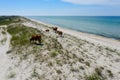 Beautiful brown cows grazing on sandy sea shore Royalty Free Stock Photo