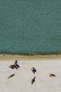 Beautiful brown cows on sandy sea shore, aerial view Royalty Free Stock Photo