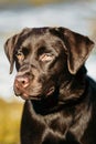 Beautiful Brown Dog Lab Labrador Retriever Royalty Free Stock Photo