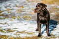 Beautiful Brown Dog Lab Labrador Retriever Royalty Free Stock Photo