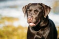 Beautiful Brown Dog Lab Labrador Retriever Royalty Free Stock Photo