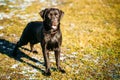 Beautiful Brown Dog Lab Labrador Retriever Royalty Free Stock Photo
