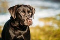 Beautiful Brown Dog Lab Labrador Retriever Royalty Free Stock Photo