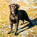 Beautiful Brown Dog Lab Labrador Retriever Royalty Free Stock Photo