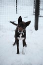 Beautiful brown dog with protruding ears and white chest is staying in enclosure of animal shelter and wants to find new home and Royalty Free Stock Photo