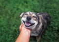Beautiful brown dog put his head on the palm of the person and friendly looking with love on a background of green grass in the