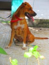 A beautiful brown dog sitting on the tile