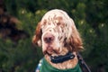 Brown dog with spots on muzzle hanging curly ears