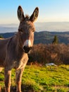 Beautiful Brown Donkey, Portrait.Vertical photo. Royalty Free Stock Photo