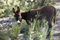 Beautiful brown donkey. Stubborn animal donkey