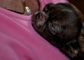 The beautiful brown dreamy chihuahua male pup sleeping on the chest of his mistress. . Close- up photo