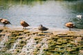 beautiful brown ducks standing on dam in river Royalty Free Stock Photo