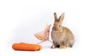 Beautiful brown easter rabbits eating baby corn isolated on white background. Royalty Free Stock Photo