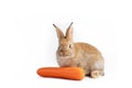 Beautiful brown easter rabbits eating carrot isolated on white background., Healthy lifestyle. Royalty Free Stock Photo