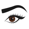 Beautiful brown eye. Vector illustration