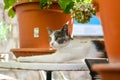 Beautiful, brown eyed calico cat sits next to a potted plant at a cat shelter in Dubrovnik, Croatia