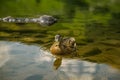 A beautiful brown female duck swimming in the mountain lake. Mountain landscape with birds.