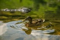 A beautiful brown female duck swimming in the mountain lake. Mountain landscape with birds.