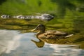 A beautiful brown female duck swimming in the mountain lake. Mountain landscape with birds.