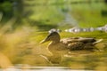 A beautiful brown female duck swimming in the mountain lake. Mountain landscape with birds.