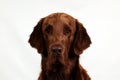 Brown flat coated retriever portrait Royalty Free Stock Photo