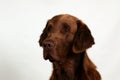 Brown flat coated retriever portrait Royalty Free Stock Photo