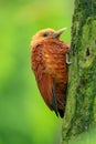 Beautiful brown form tropic mountain forest. Chestnut-coloured Woodpecker, Celeus castaneus, brawn bird with red face from Costa R