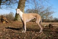 A beautiful brown galgo is standing in the forest at a sunny day