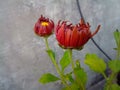 Beautiful brown garden flower with water droplets