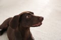 Beautiful German Shorthaired Pointer dog at home Royalty Free Stock Photo