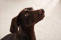 Brown German Shorthaired Pointer dog at home Royalty Free Stock Photo
