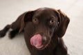 Beautiful German Shorthaired Pointer dog at home Royalty Free Stock Photo