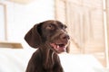 Brown German Shorthaired Pointer dog at home Royalty Free Stock Photo