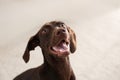 Brown German Shorthaired Pointer dog at home Royalty Free Stock Photo