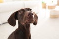 Beautiful German Shorthaired Pointer dog at home Royalty Free Stock Photo