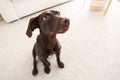 Beautiful German Shorthaired Pointer dog at home Royalty Free Stock Photo