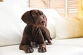Brown German Shorthaired Pointer dog on sofa Royalty Free Stock Photo