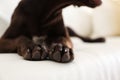 Brown German Shorthaired Pointer dog on sofa, closeup