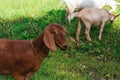 Beautiful brown goat eating green grass in mountain. Royalty Free Stock Photo