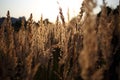 Beautiful brown golden fluffy grass in the wind in a field at sunset, backlight Royalty Free Stock Photo