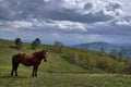 Beautiful brown gorse standing in the green hills under the dark cloudy sky n Royalty Free Stock Photo