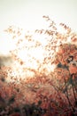 Beautiful brown grass