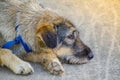 Brown-gray border terrier dog face sleeping on the ground.