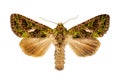 Trachea atriplicis on a white background