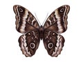 Beautiful brown grey butterfly. Insect with colorful wings. Realistic artistic detailed high quality illustration