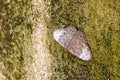 Beautiful brown grey silver butterfly insect on rock wall Mexico Royalty Free Stock Photo