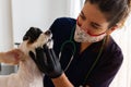 Beautiful brown-haired female veterinarian checking a small white dog Royalty Free Stock Photo