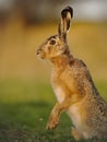 Brown hare posing on hind paws in beautiful golden light Royalty Free Stock Photo