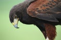 Beautiful brown harris hawk